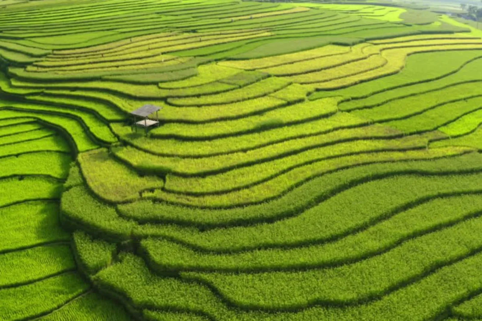 Mu Cang Chai & Sapa 7-Day Private Tour: Khau Pha Pass, Fansipan & Ta Van – photo 8