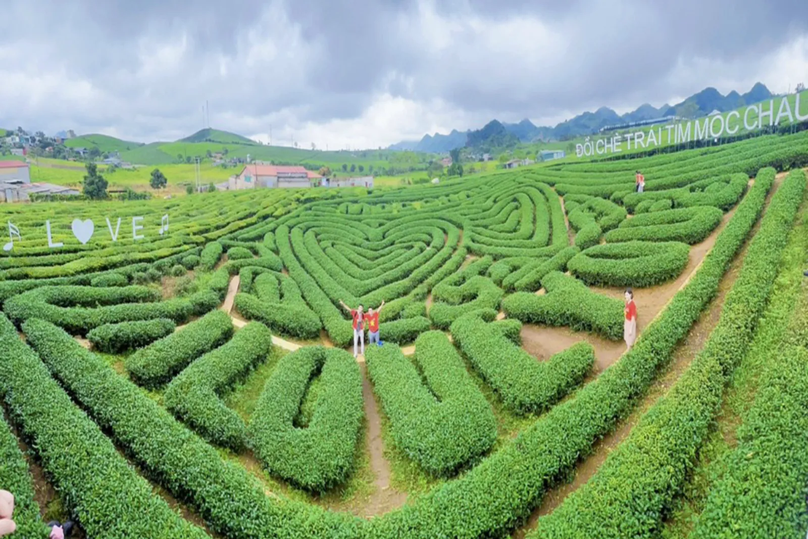 Heart shaped tea plantation in Moc Chau