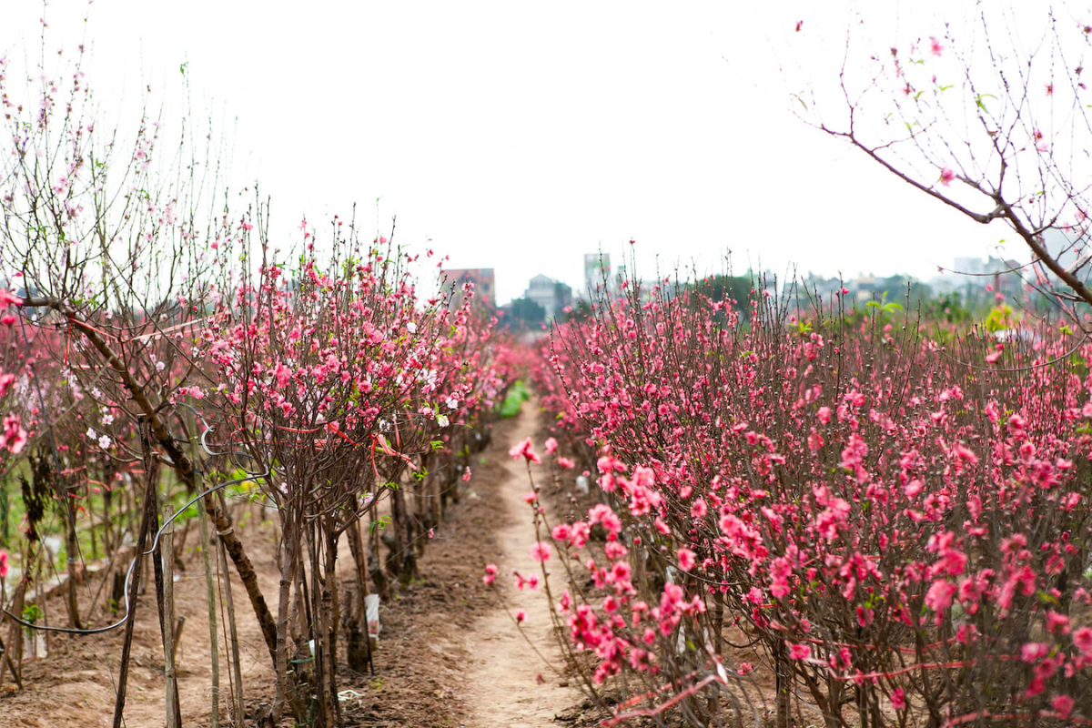 Discover Vietnam in January: Best Destinations and Travel Tips – photo 10