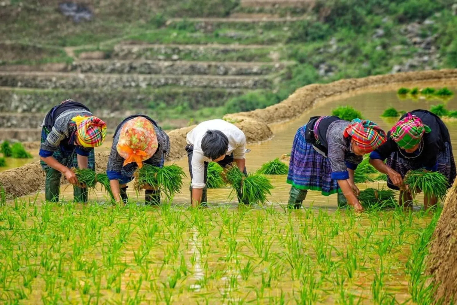 Mu Cang Chai & Sapa 7-Day Private Tour: Khau Pha Pass, Fansipan & Ta Van – photo 18
