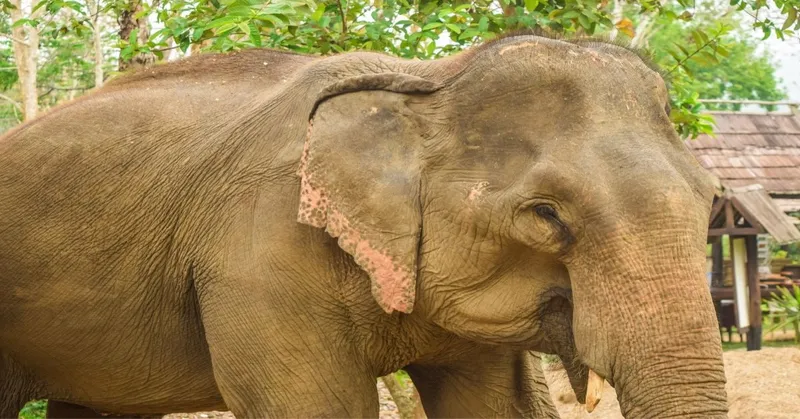 Luang Prabang 5 Days ( Buffalo Farm )
