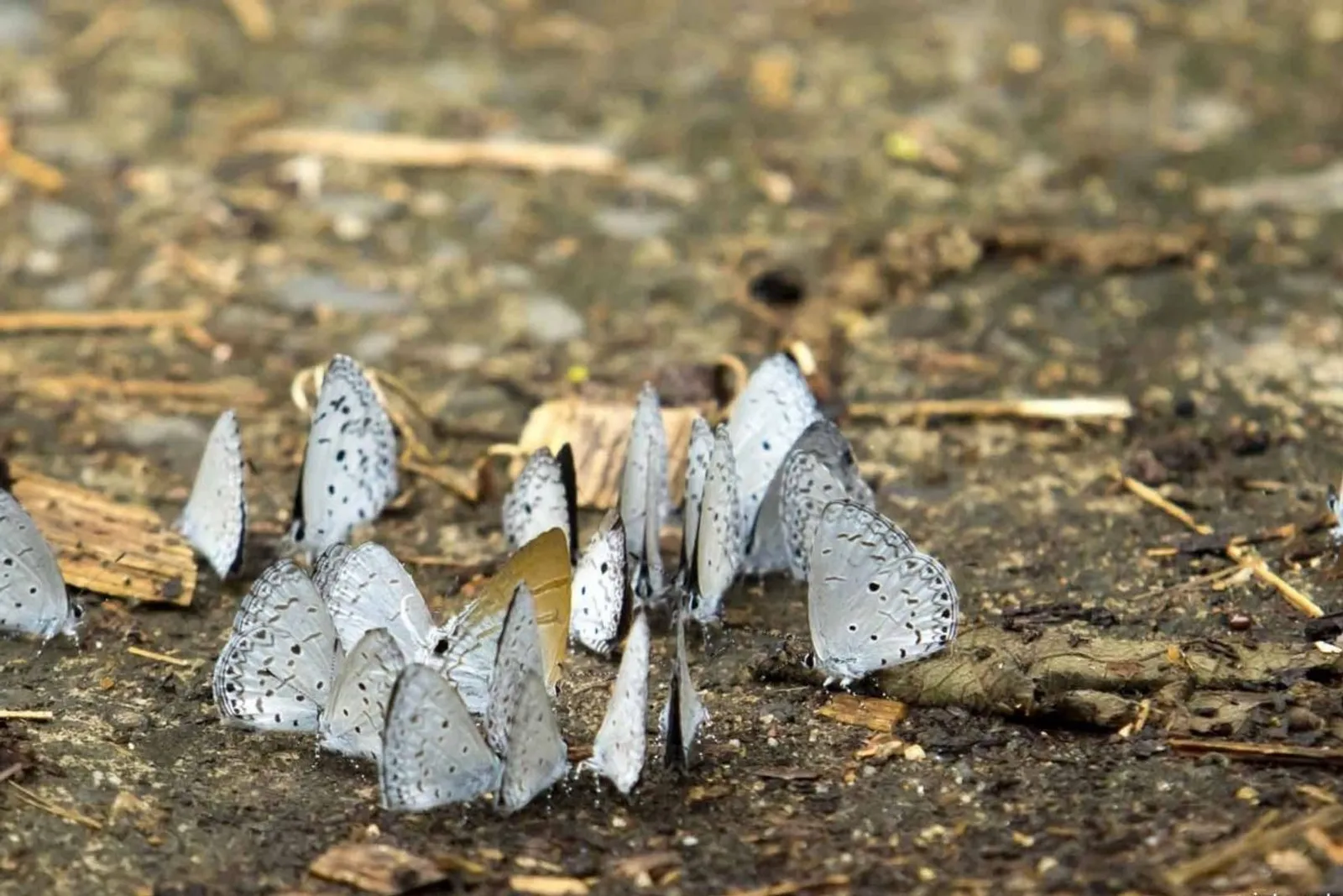 Cuc Phuong National Park Tour 1 Days – photo 2