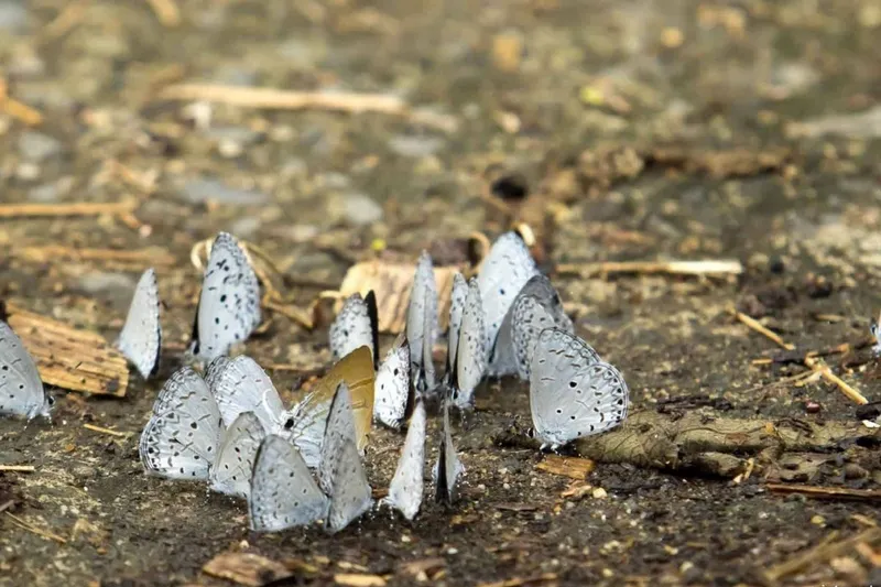 Cuc Phuong National Park Tour 1 Days – photo 2