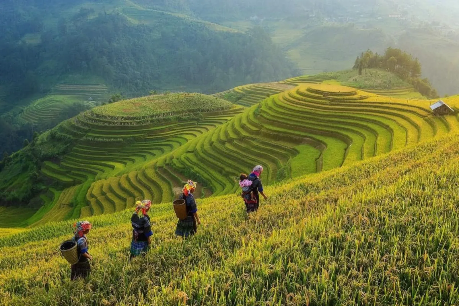 Mu Cang Chai & Sapa 7-Day Private Tour: Khau Pha Pass, Fansipan & Ta Van – photo 13
