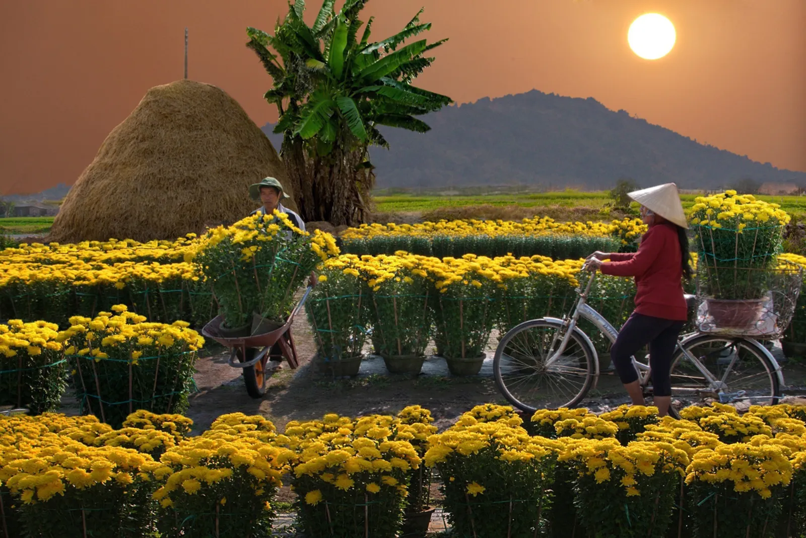 Explore Vietnam in February: The Ultimate Travel Guide
