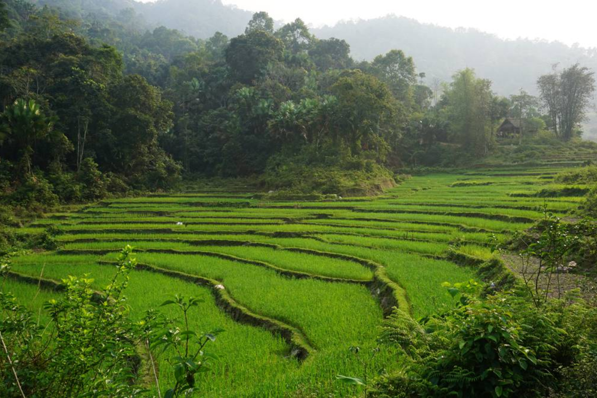 Lush rice terraces in Ha Giang during June