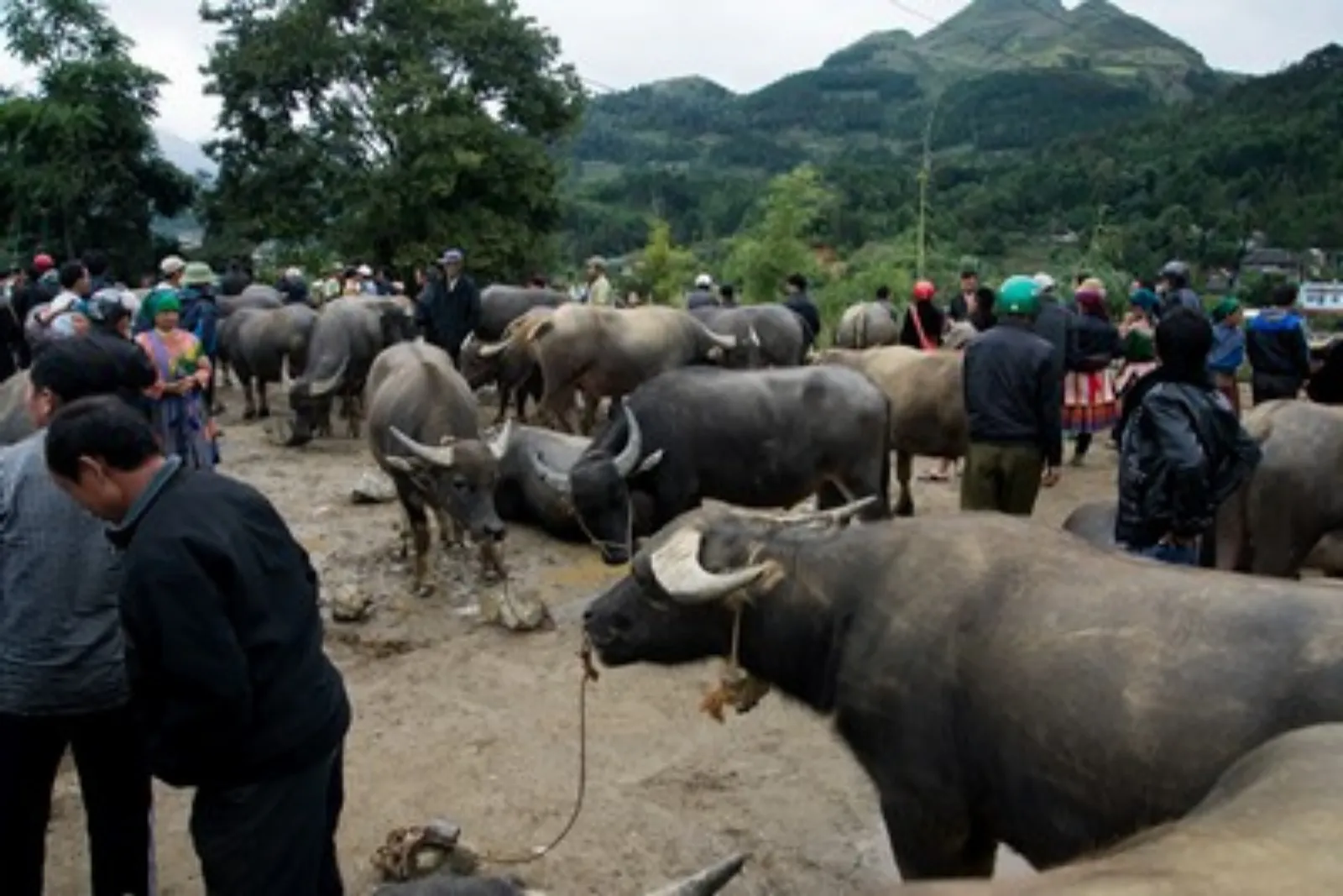 Northeast Vietnam 11-Day Private Tour: Ha Giang, Ba Be, Ban Gioc & Halong Bay – photo 21