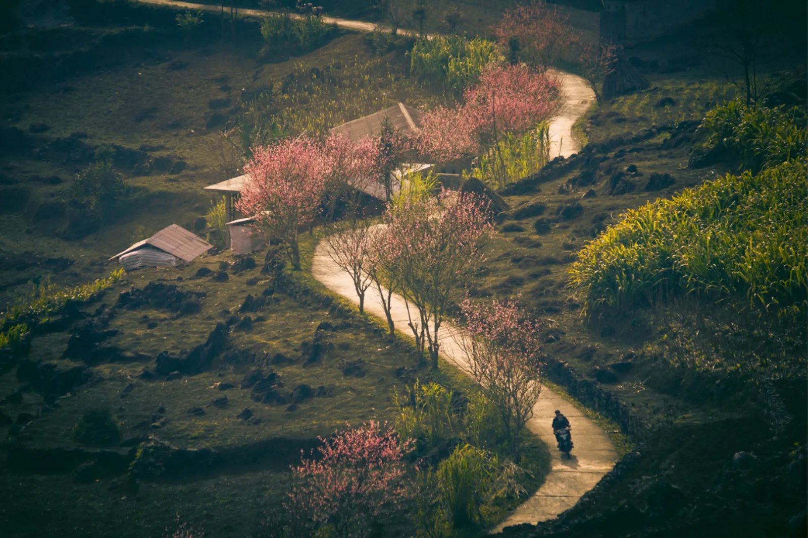 Exploring Ha Giang Loop in January: Weather, Attractions, and Travel Tips