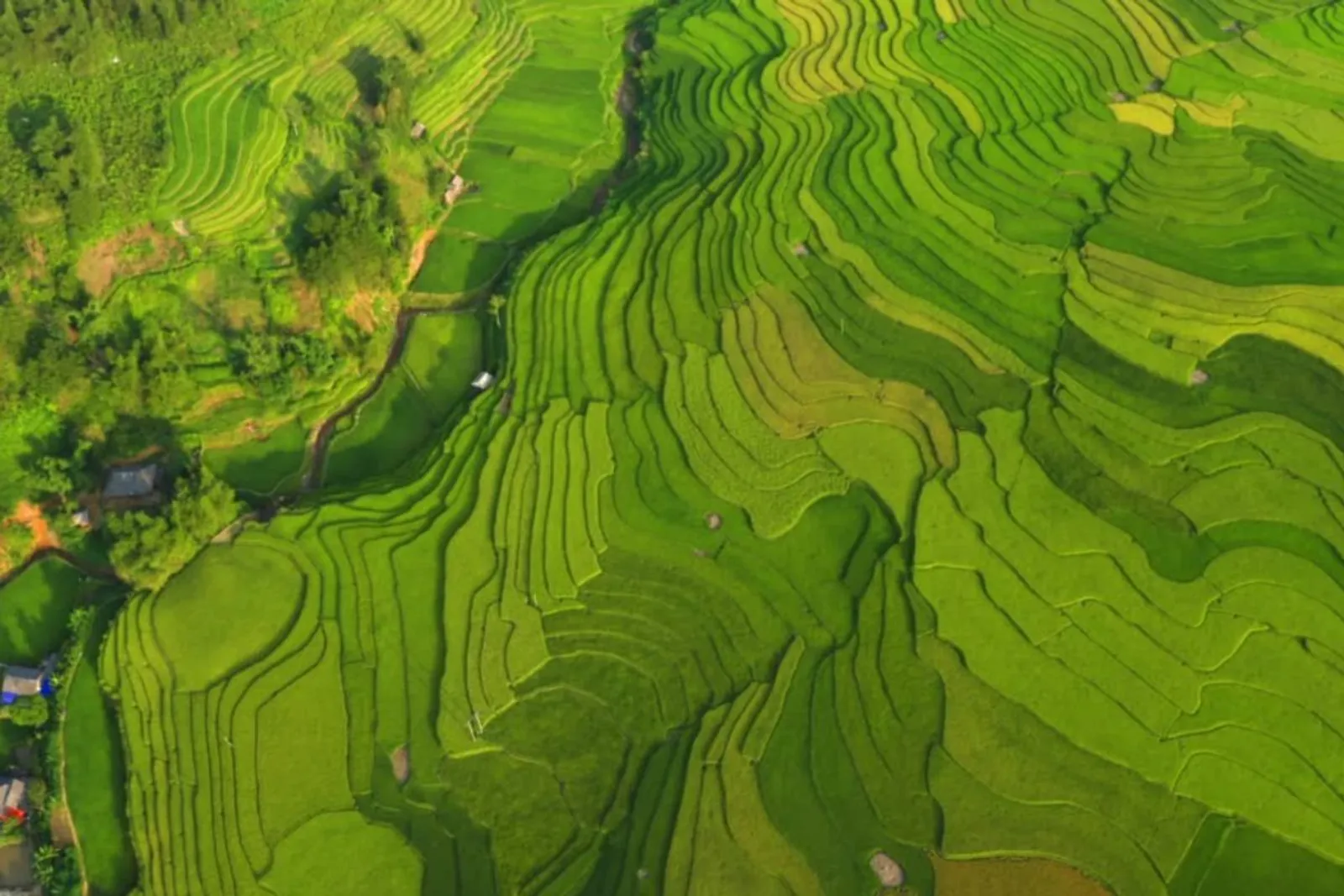 Mu Cang Chai & Sapa 7-Day Private Tour: Khau Pha Pass, Fansipan & Ta Van – photo 9