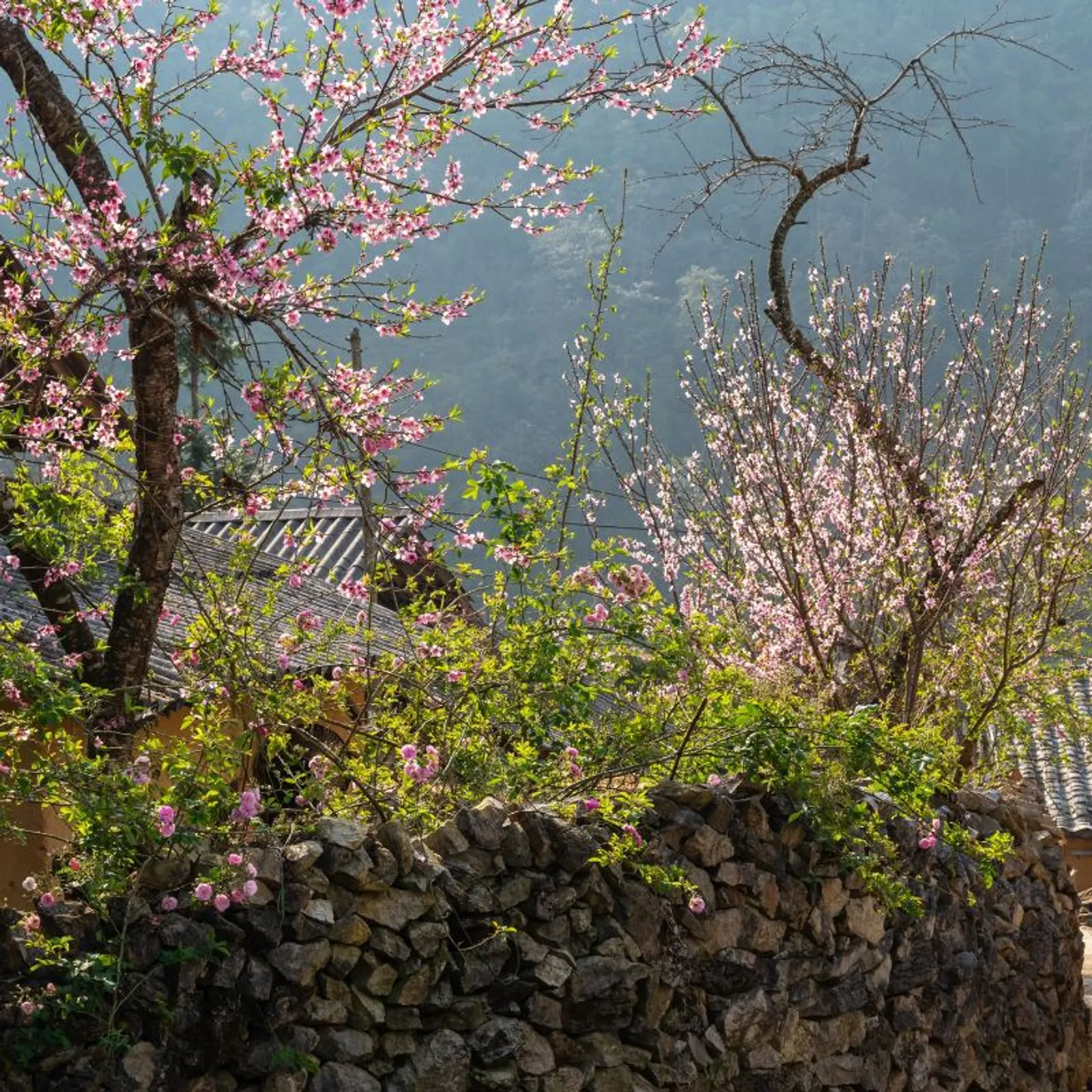 6 Day Ha Giang Yen Minh Meo Vac Cao Bang Ban Gioc Waterfall Tour – photo 8