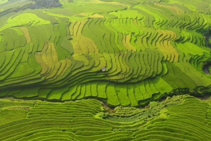 Mu Cang Chai & Sapa 7-Day Private Tour: Khau Pha Pass, Fansipan & Ta Van – photo 3