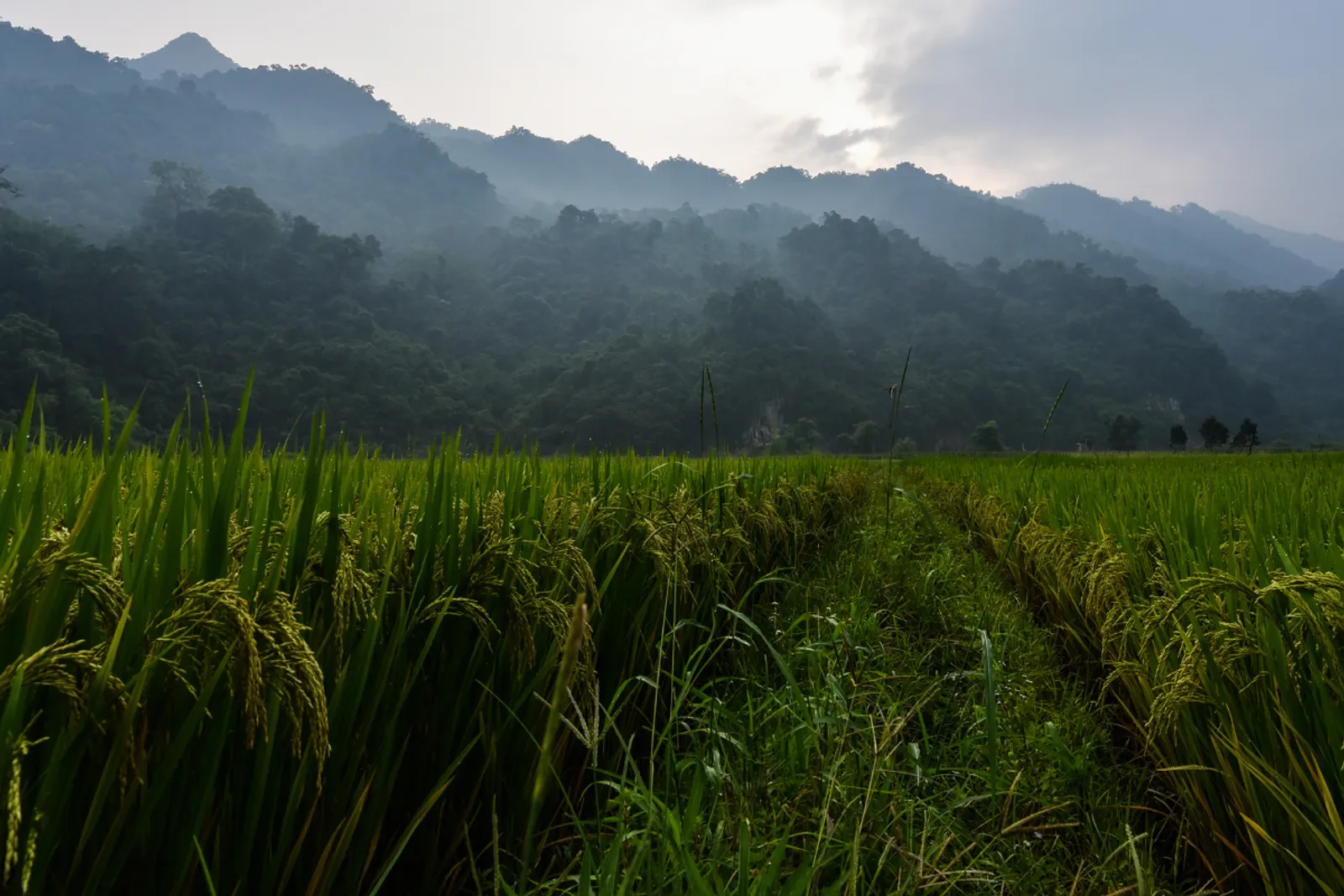 Northeast Vietnam 11-Day Private Tour: Ha Giang, Ba Be, Ban Gioc & Halong Bay – photo 5