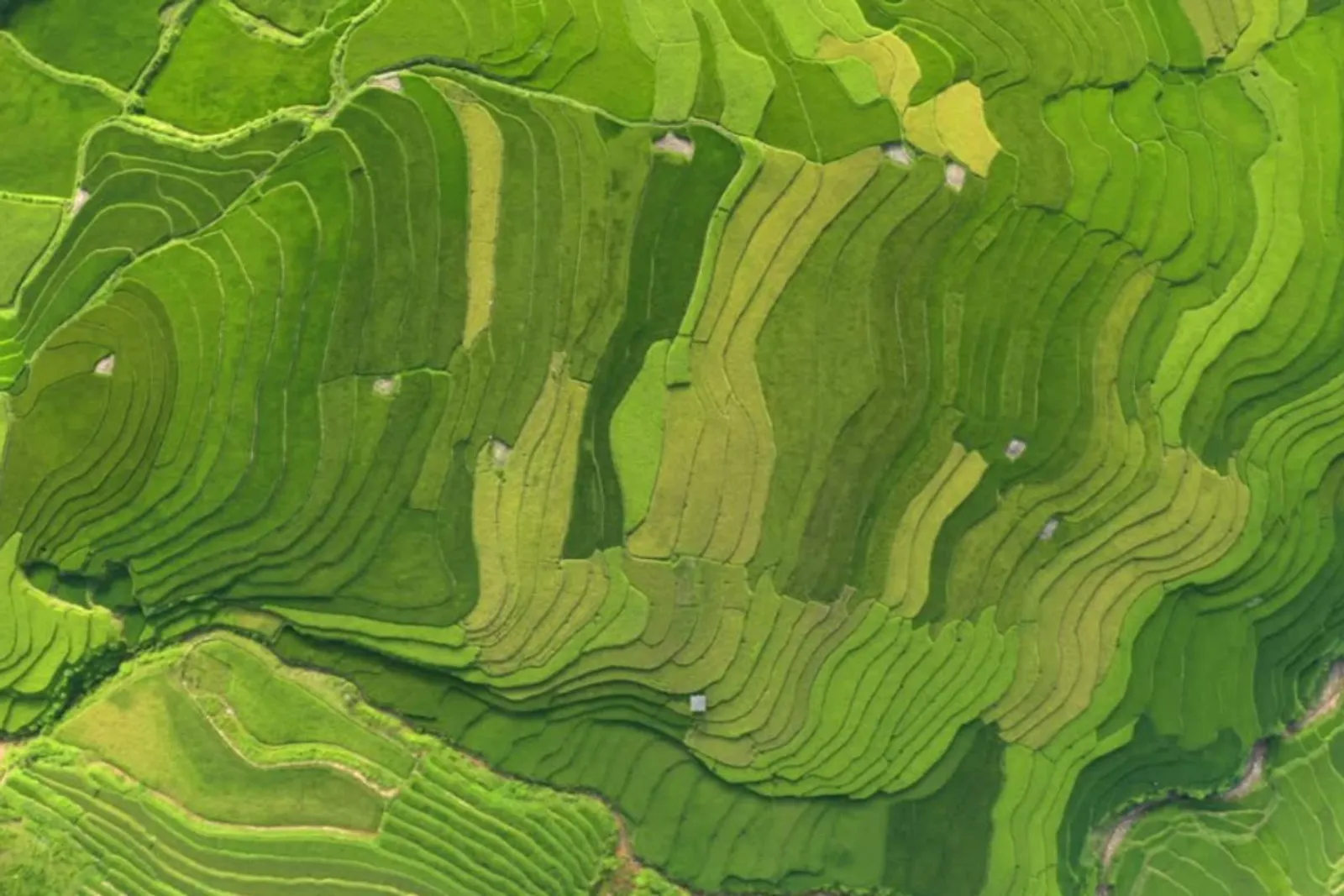 Mu Cang Chai & Sapa 7-Day Private Tour: Khau Pha Pass, Fansipan & Ta Van – photo 7