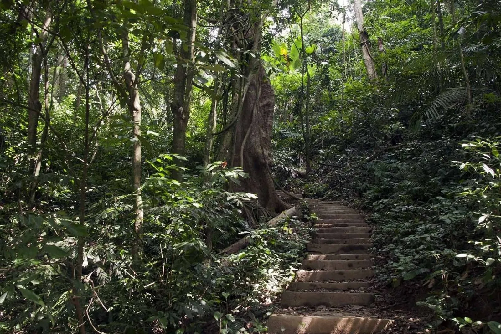 Cuc Phuong National Park Tour 1 Days – photo 4
