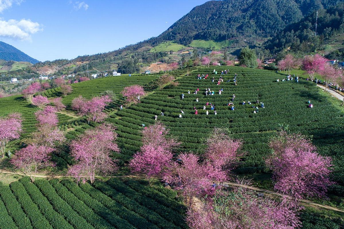Peach and plum blossoms in Sapa during February