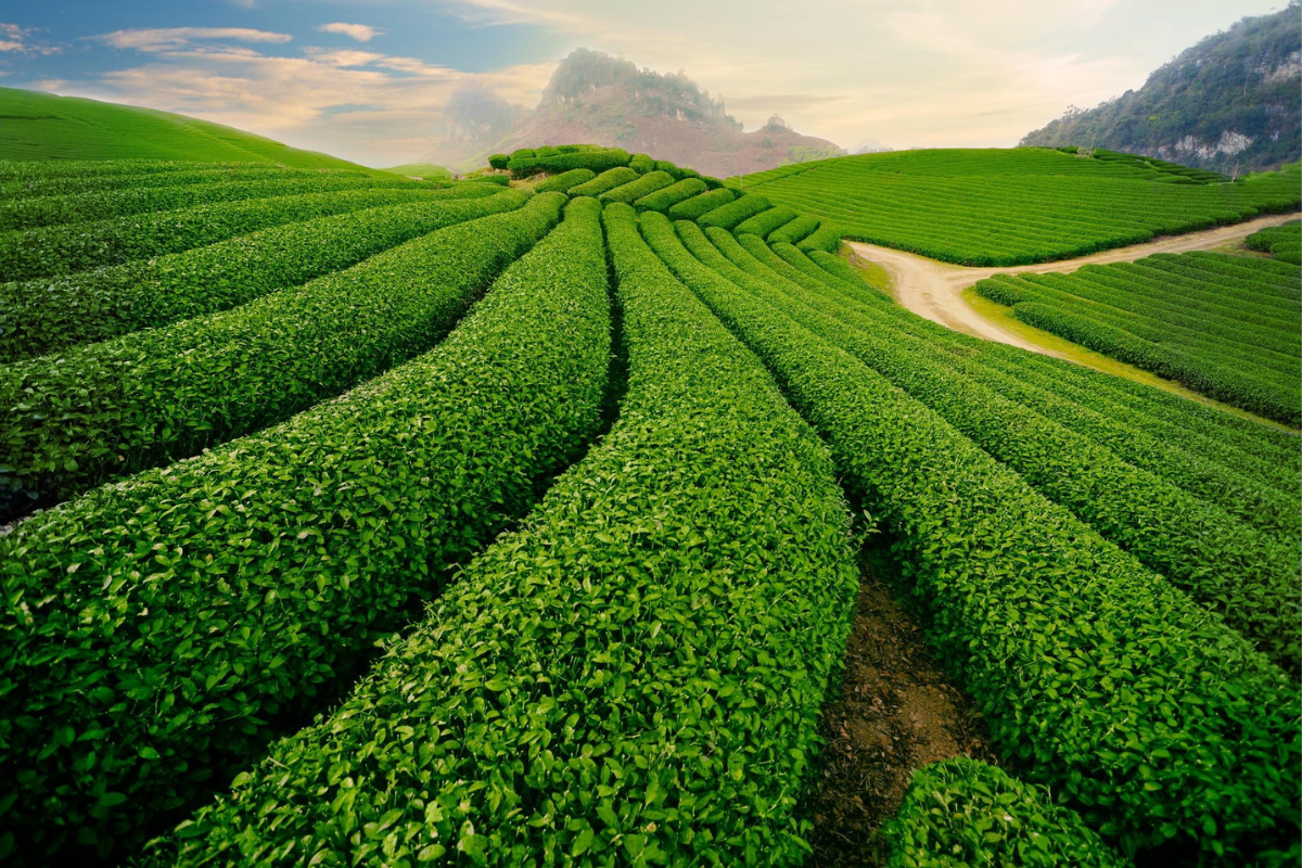 Discover Vietnam in January: Best Destinations and Travel Tips – photo 1