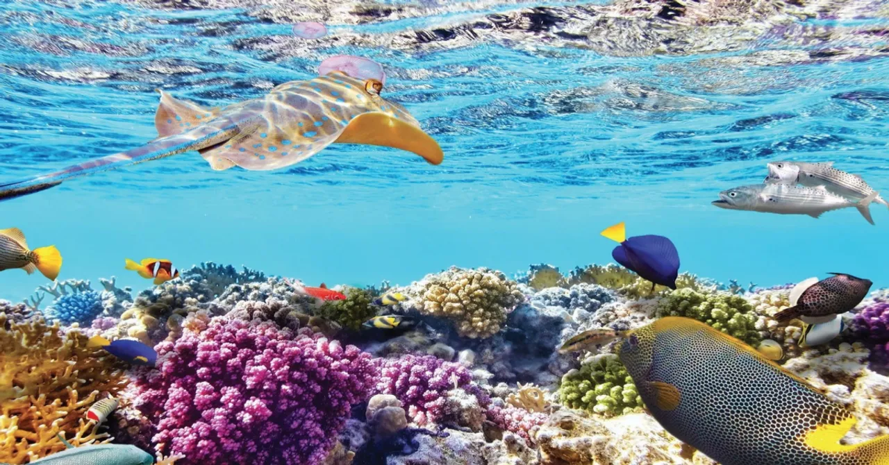 Discover Bay Canh Island & Tai Island, Con Dao Tour