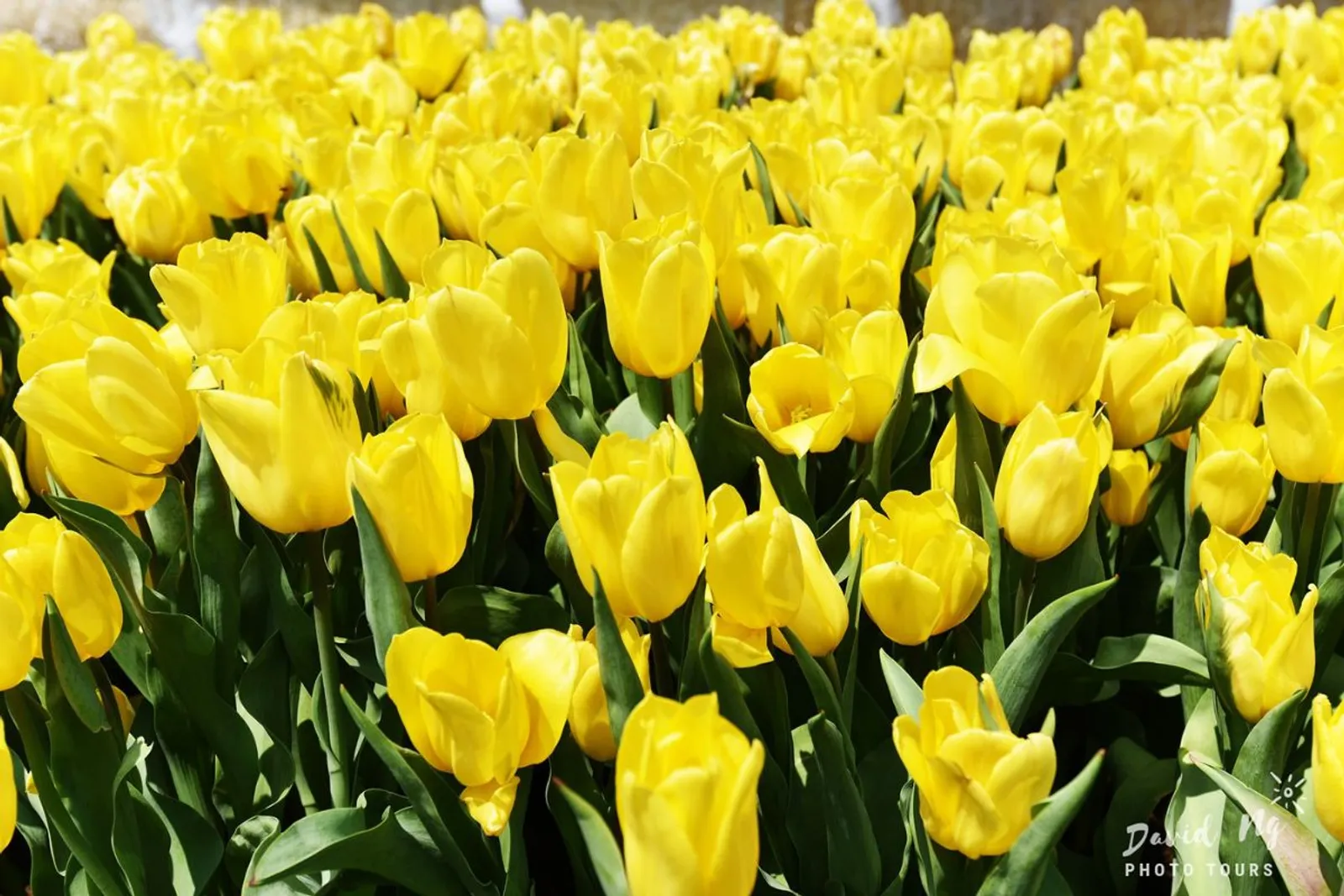 Tulip flower at Garden Bana Hills Danang