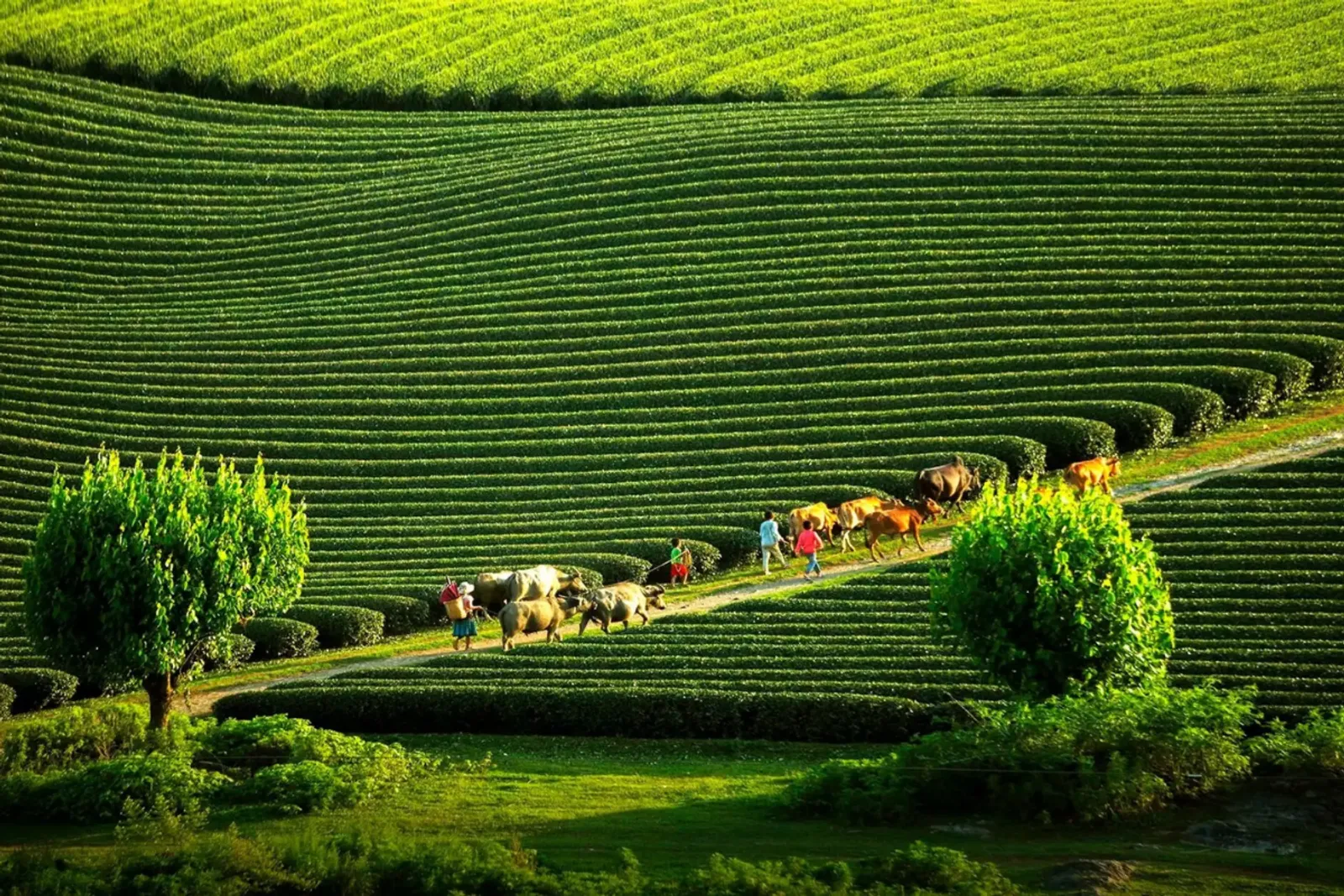 1D Moc Chau Tour – photo 4