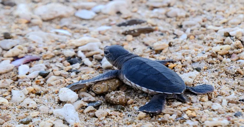 Watch Sea Turtles Nesting in Con Dao Tour