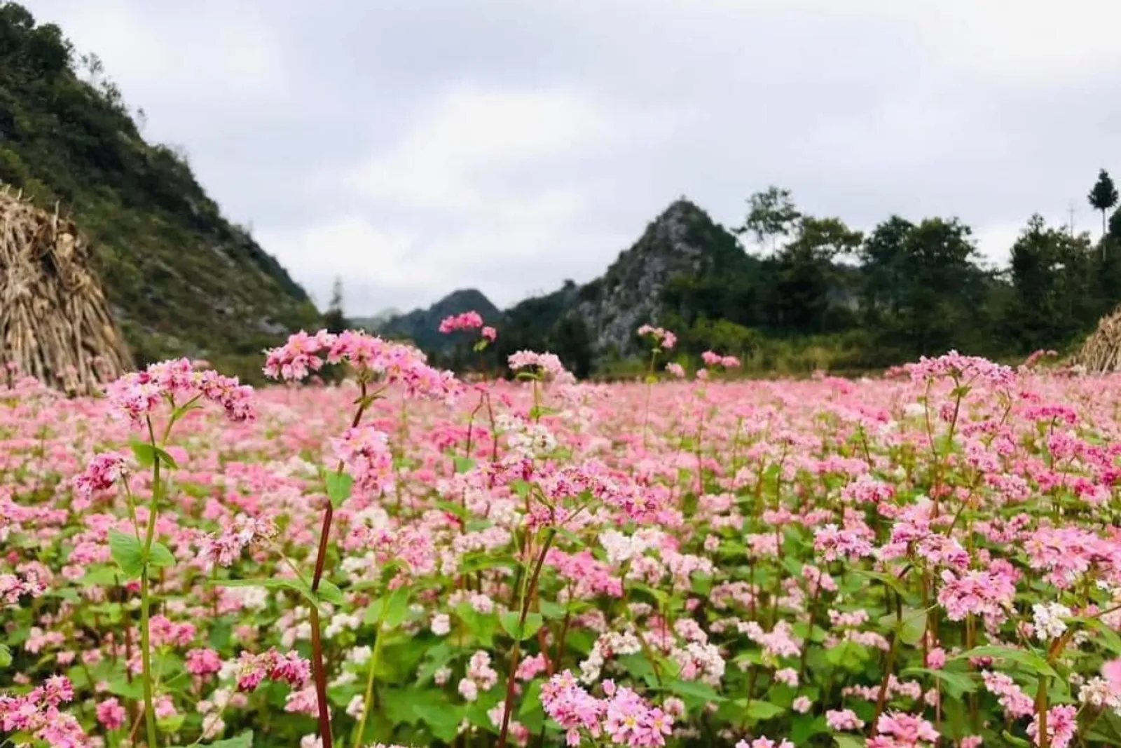 Northeast Vietnam 11-Day Private Tour: Ha Giang, Ba Be, Ban Gioc & Halong Bay – photo 29