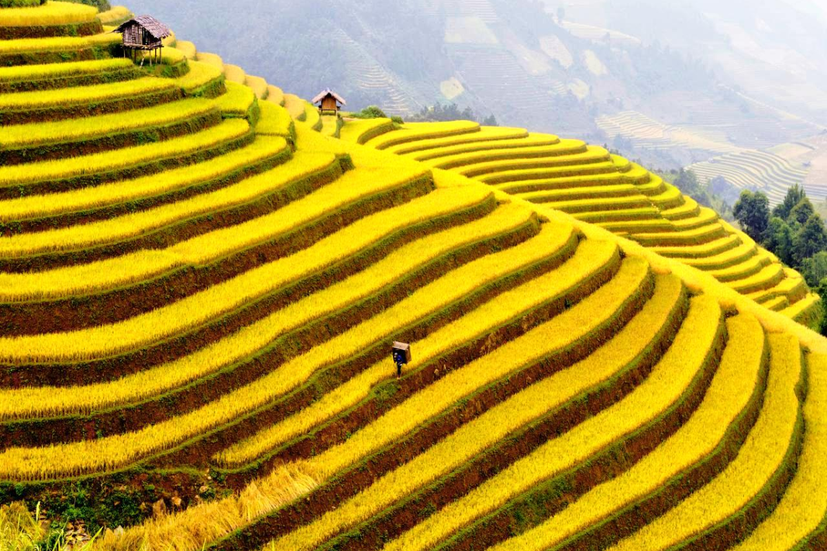 Scenic view of Sapa’s terraced rice fields in September