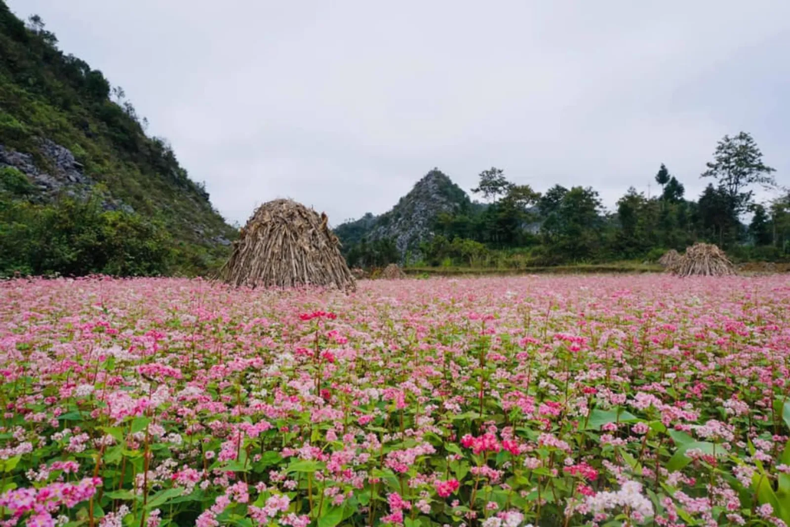 Northeast Vietnam 11-Day Private Tour: Ha Giang, Ba Be, Ban Gioc & Halong Bay – photo 28