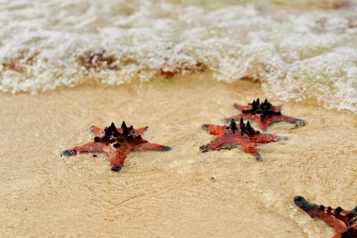 Starfish on the shore of Starfish Beach, Phu Quoc