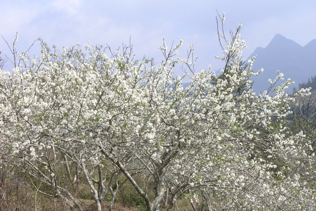 Blooming pear and plum blossoms covering Sapa's hills in April